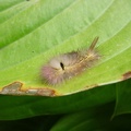 Buchen-Streckfuß (Calliteara pudibunda)